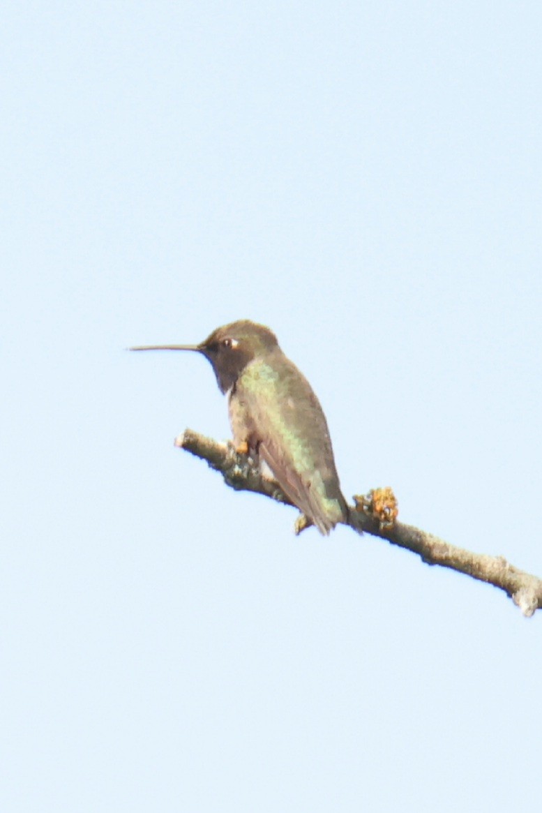 Black-chinned Hummingbird - ML618621314