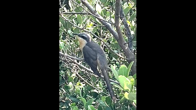 Mangrove Cuckoo - ML618621324
