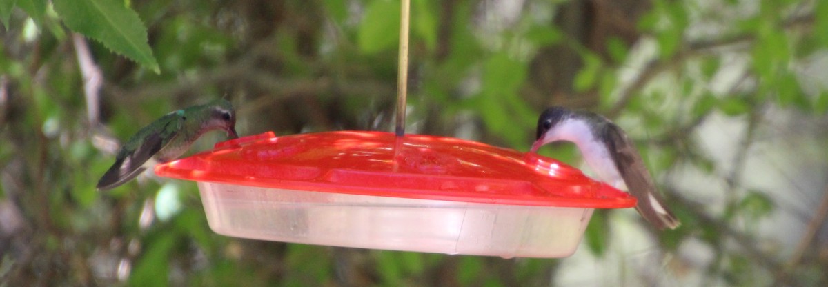 Violet-crowned Hummingbird - ML618621465