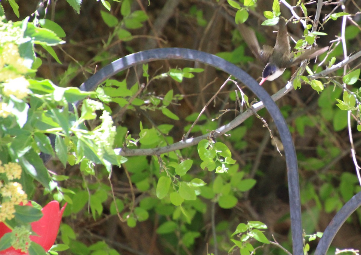 Violet-crowned Hummingbird - ML618621467