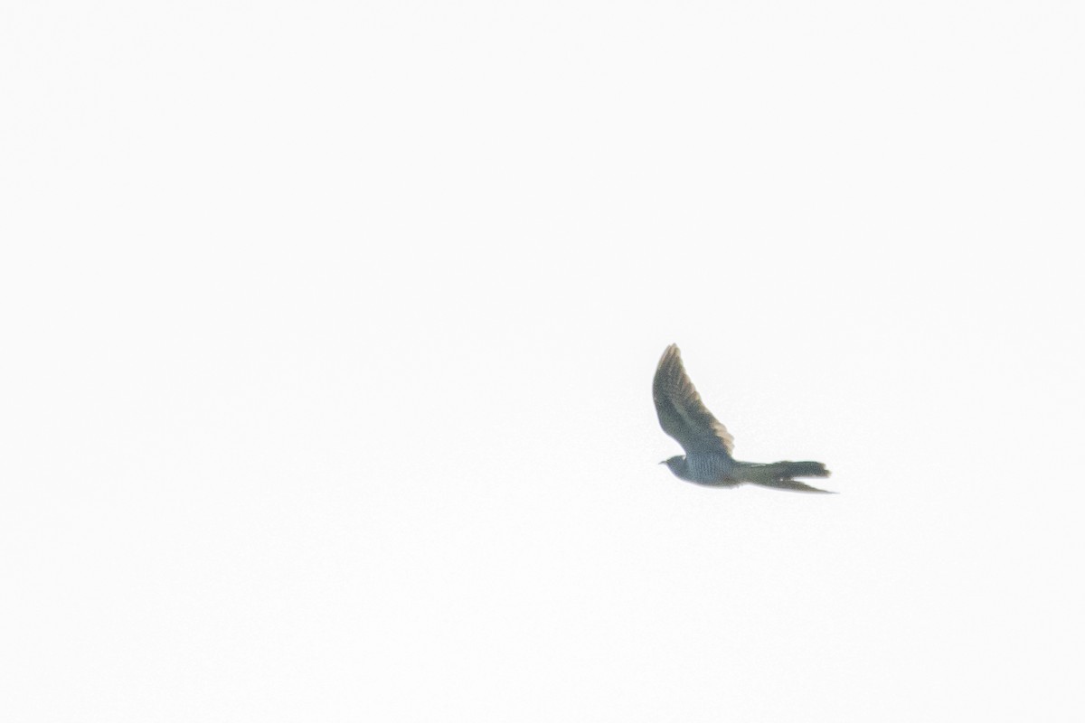 Common Cuckoo - ML618621478