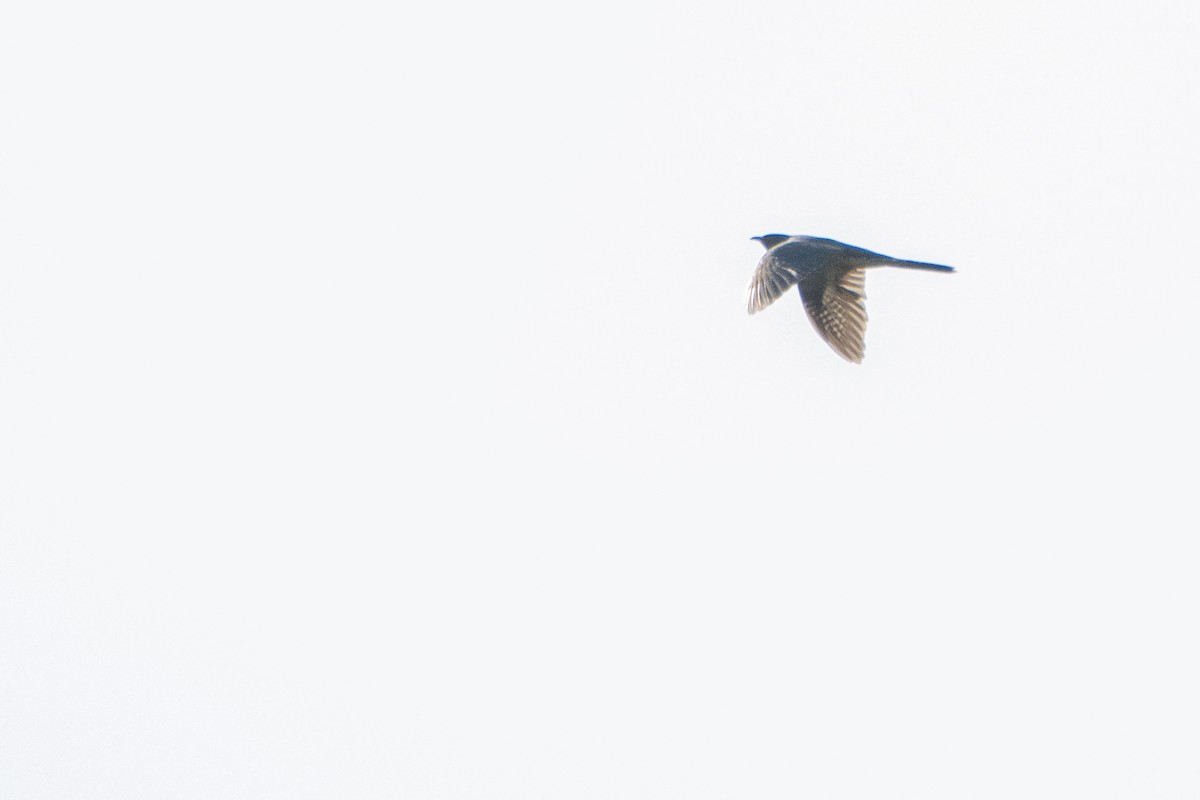 Common Cuckoo - ML618621479