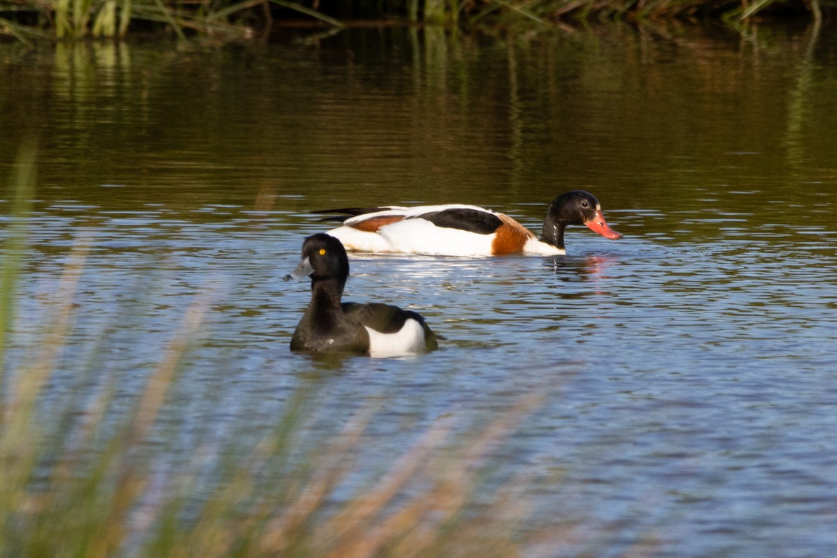 Tufted Duck - ML618621501