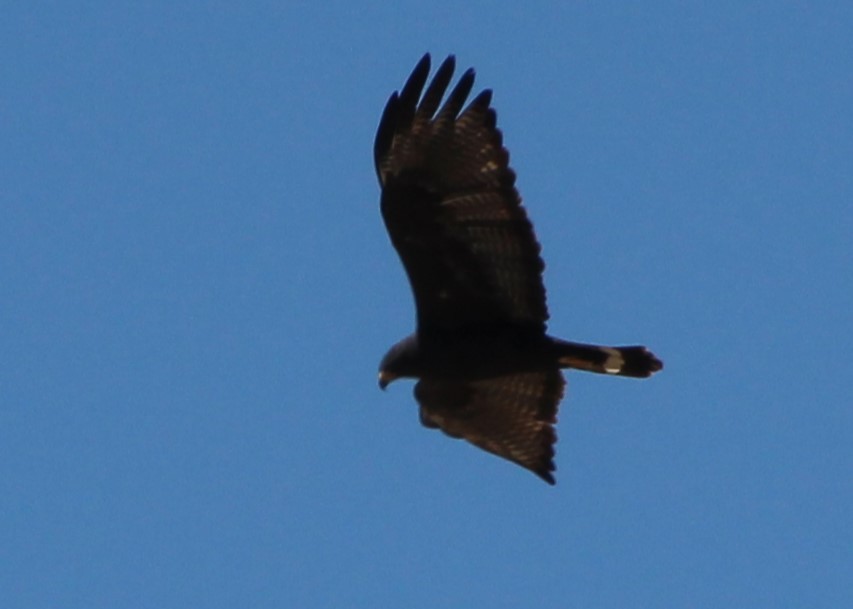 Zone-tailed Hawk - ML618621502