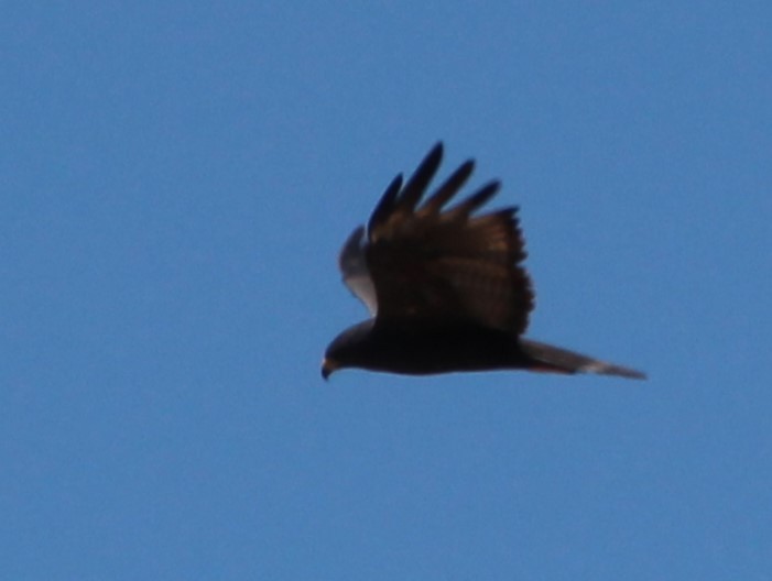 Zone-tailed Hawk - ML618621503