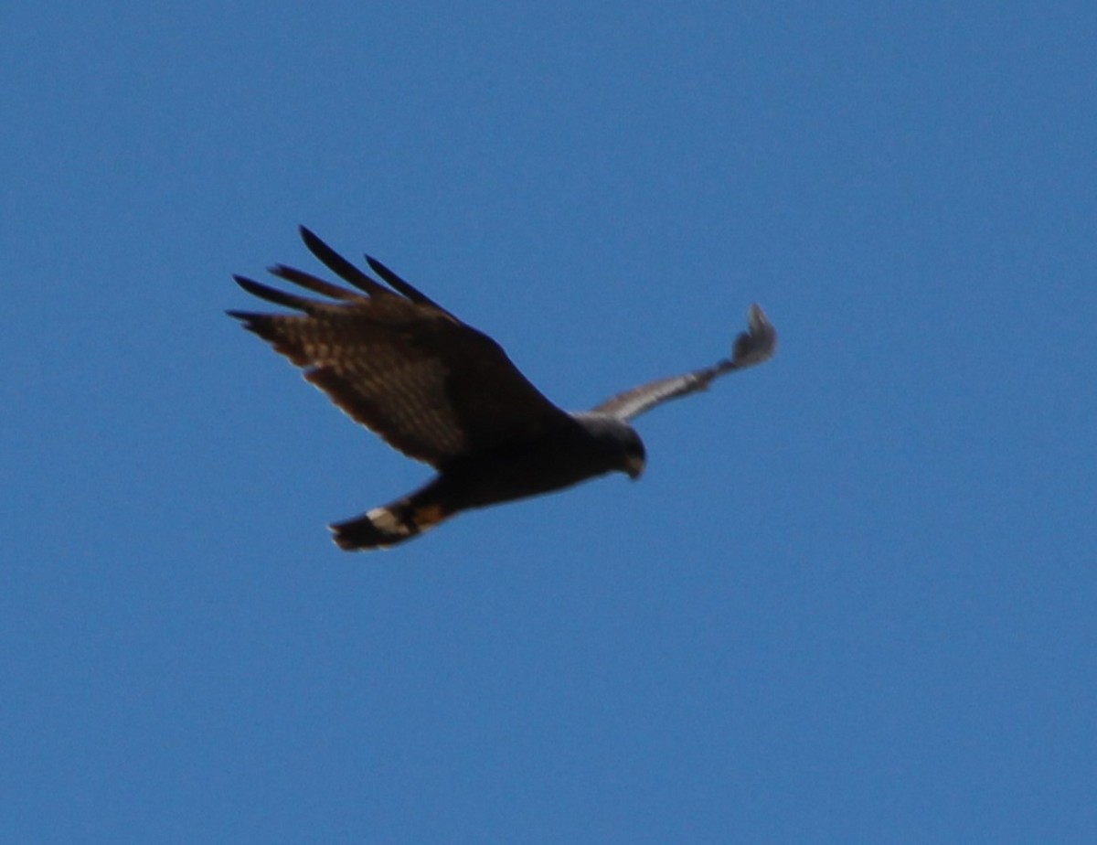 Zone-tailed Hawk - ML618621504