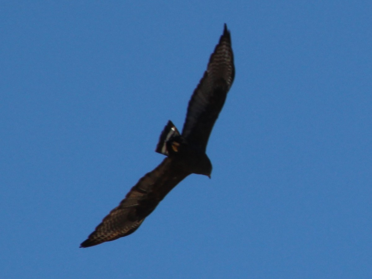 Zone-tailed Hawk - ML618621505