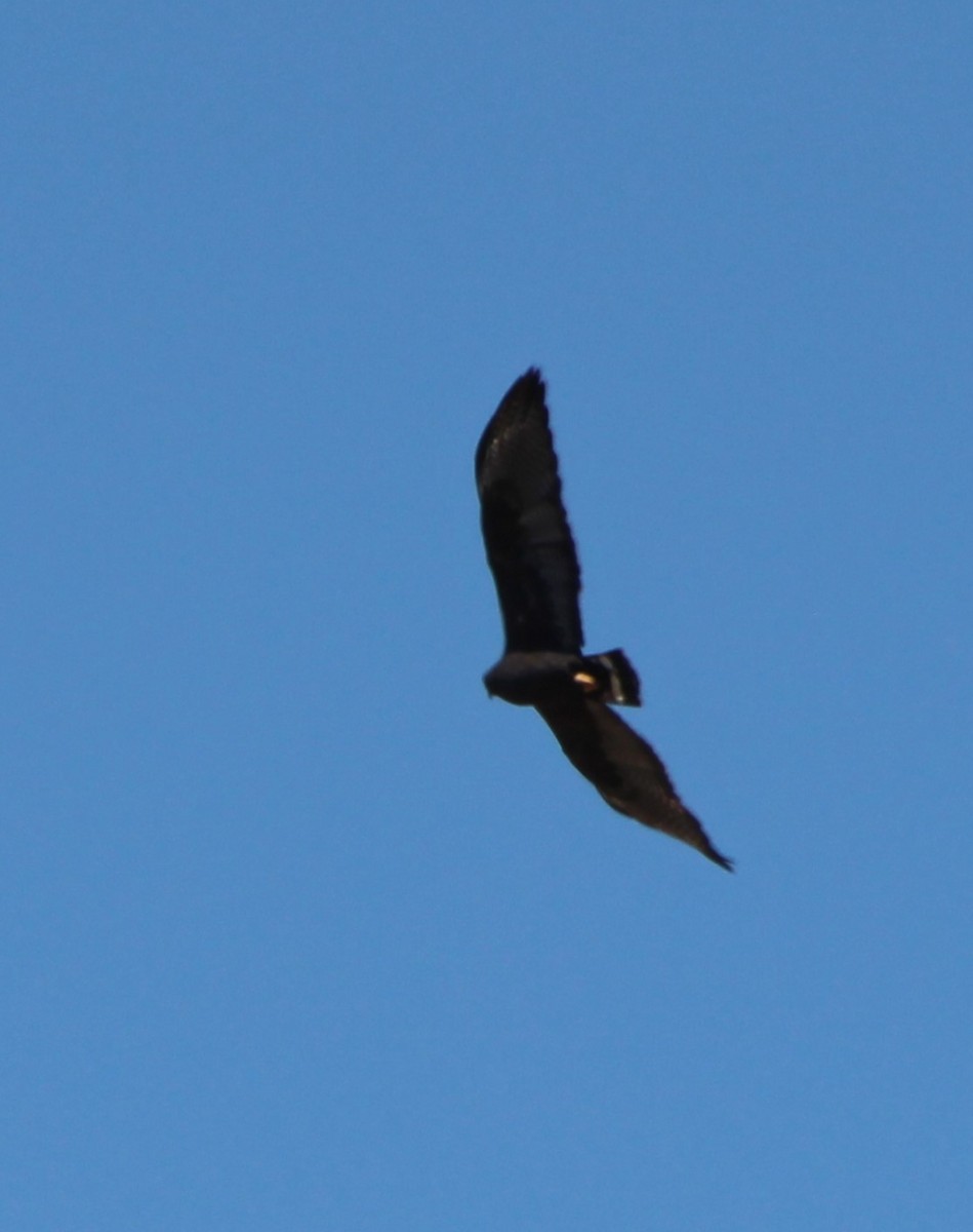 Zone-tailed Hawk - ML618621506
