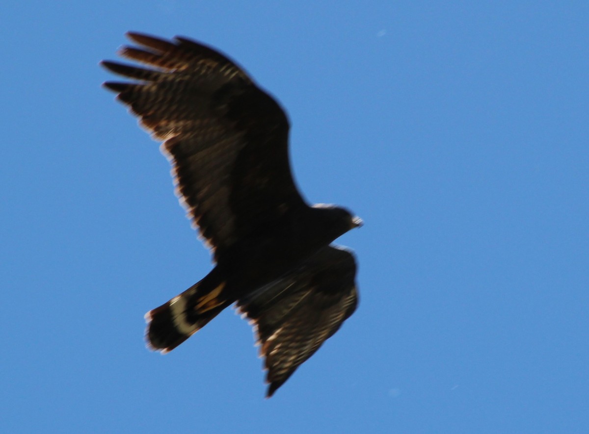 Zone-tailed Hawk - ML618621507