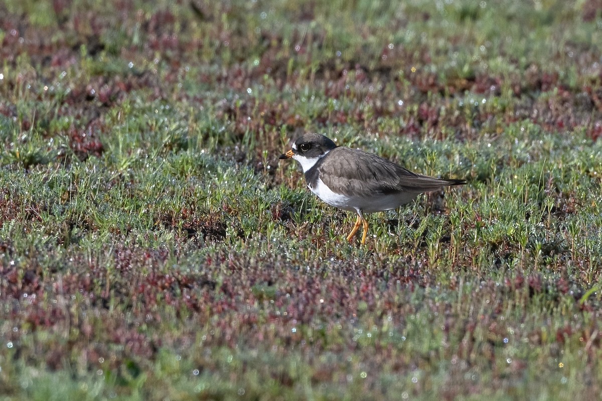 Semipalmated Plover - ML618621530
