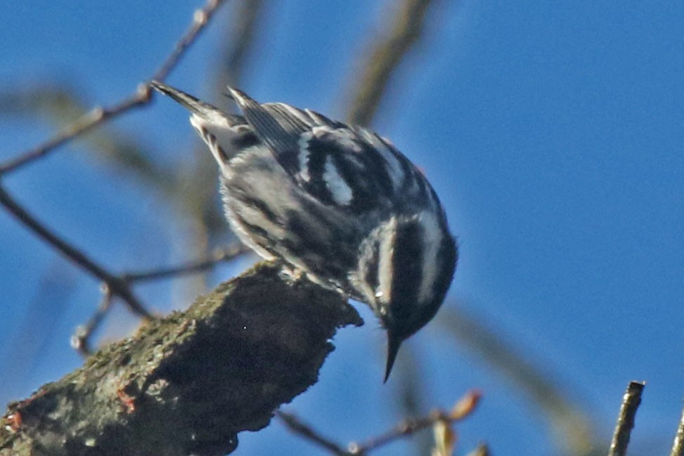 Black-and-white Warbler - ML618621558