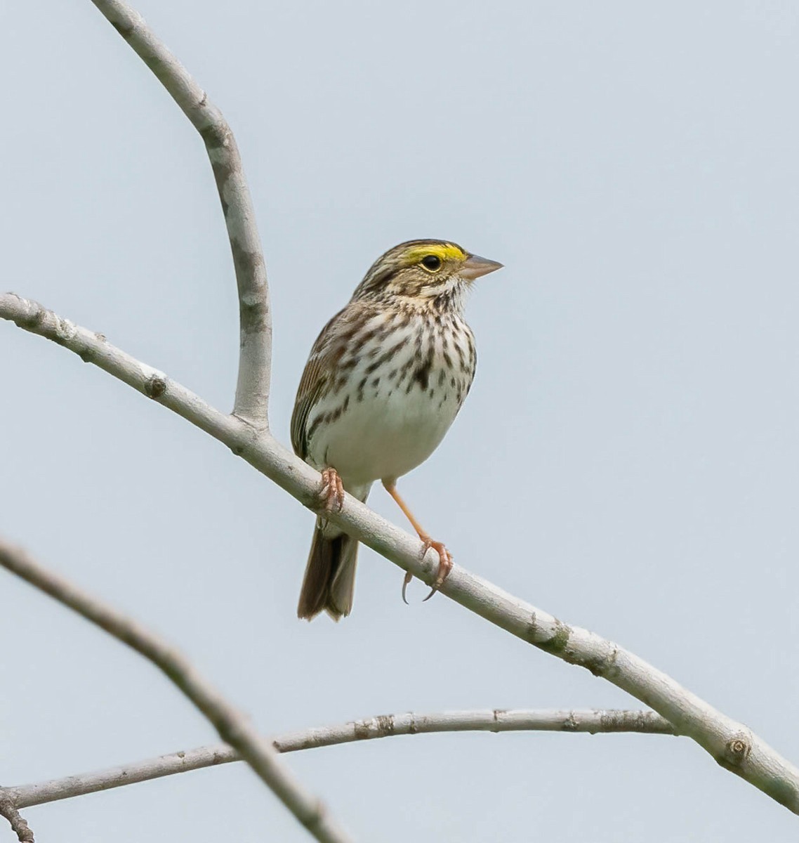 Savannah Sparrow - ML618621562