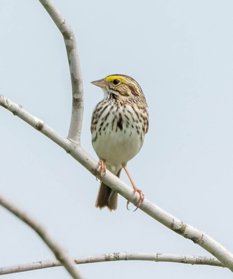 Savannah Sparrow - ML618621567