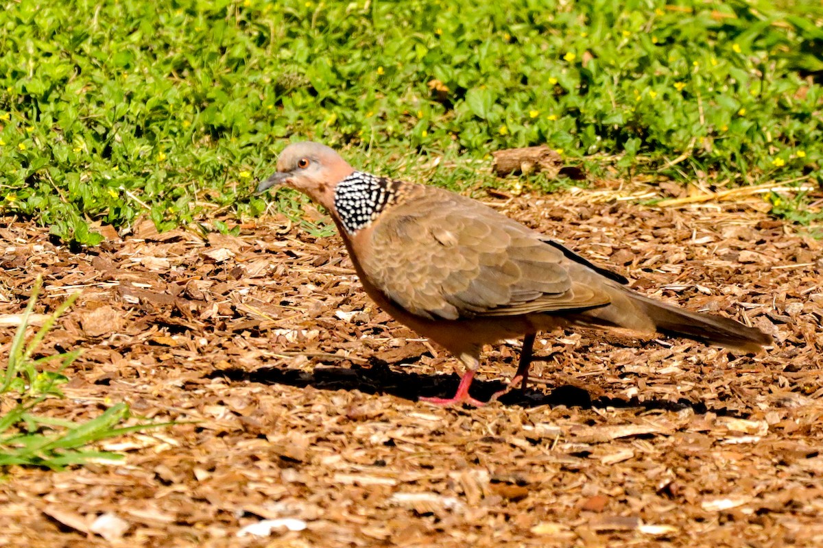 Spotted Dove - ML618621612