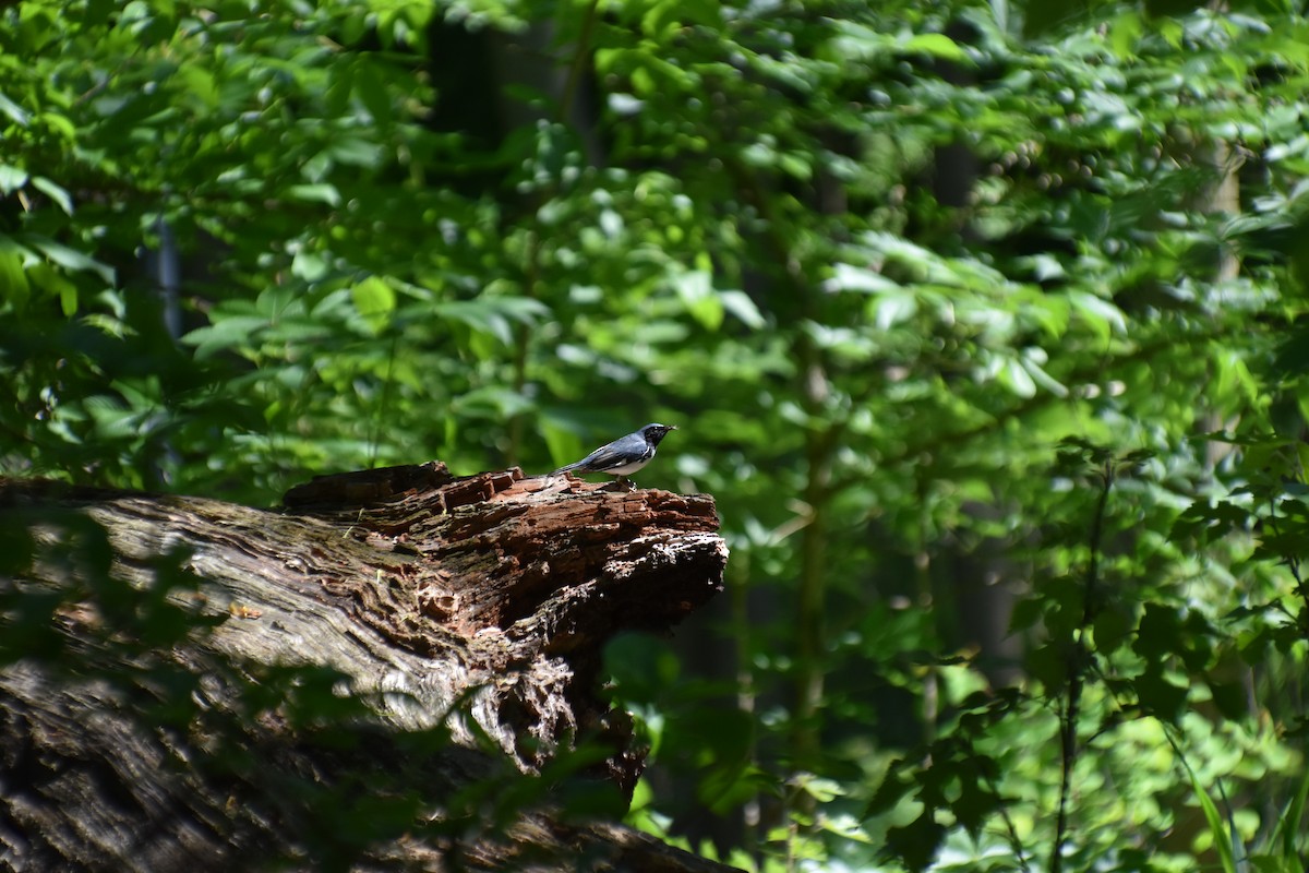 Black-throated Blue Warbler - Joseph Trezza