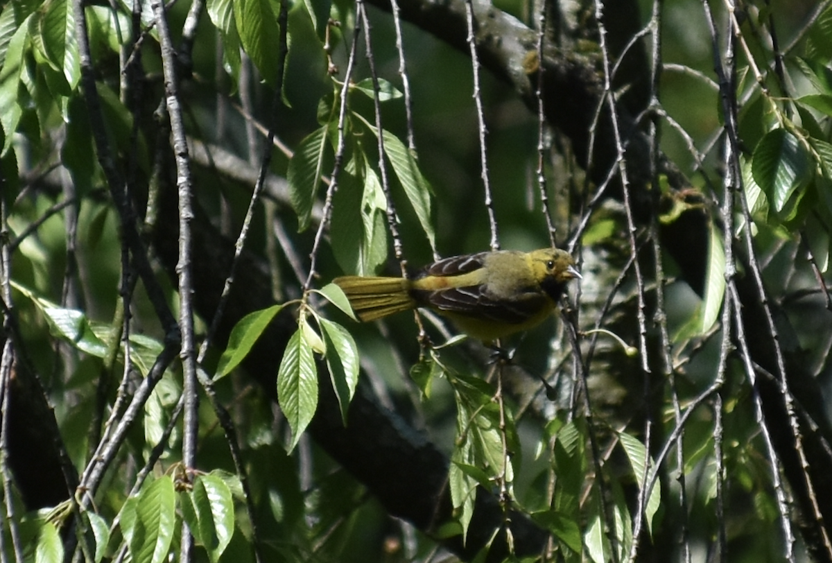 Orchard Oriole - ML618621667