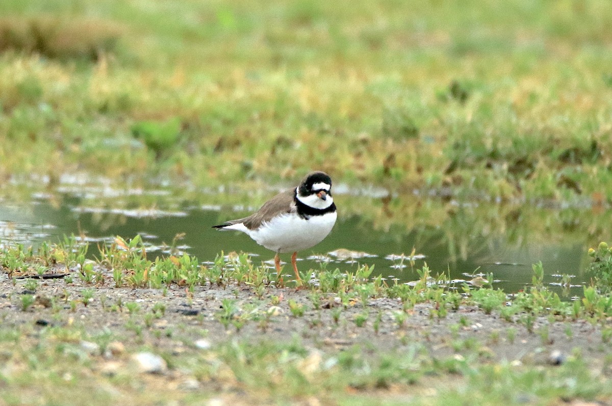 Semipalmated Plover - ML618621674