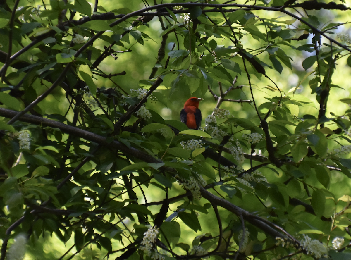 Scarlet Tanager - ML618621685