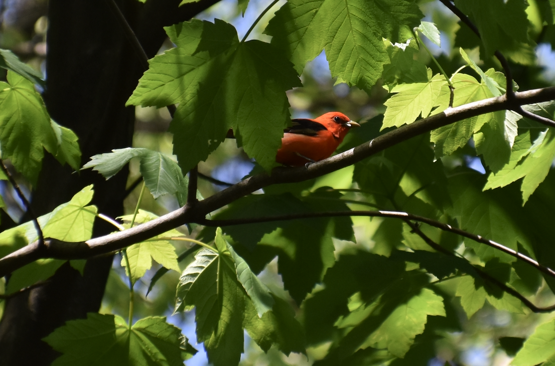 Scarlet Tanager - ML618621688