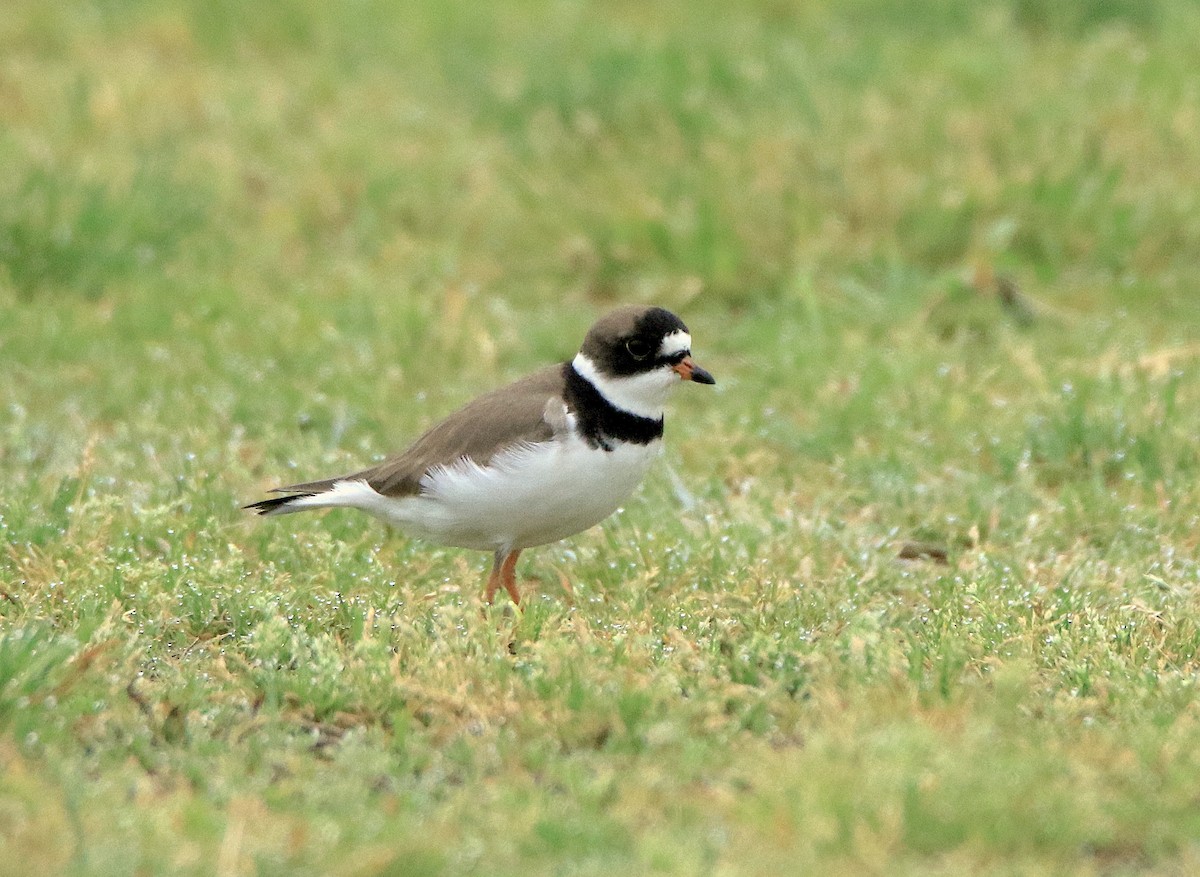 Semipalmated Plover - ML618621690
