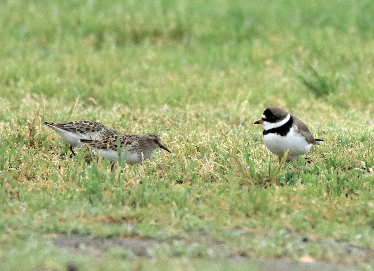 Semipalmated Plover - ML618621695