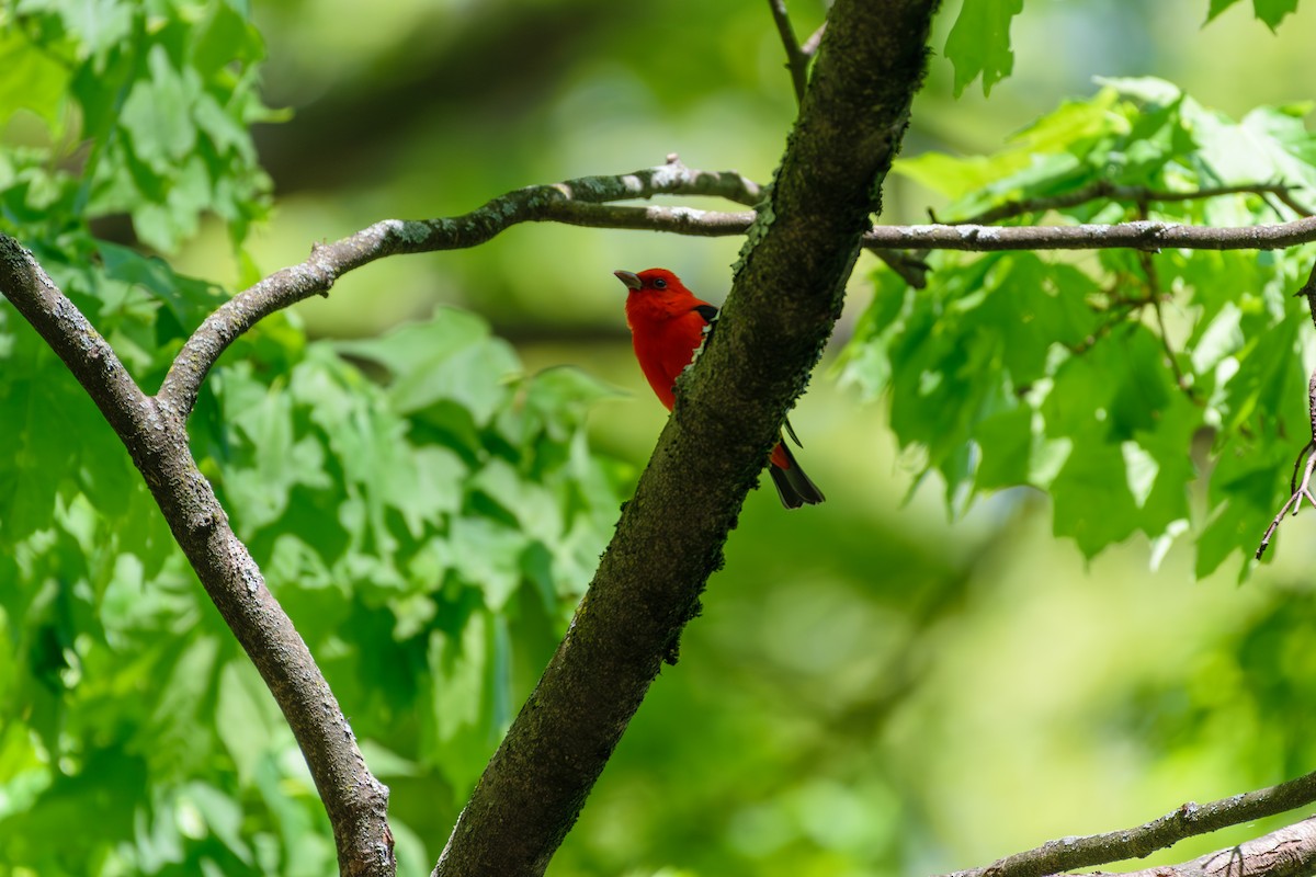 Scarlet Tanager - ML618621705