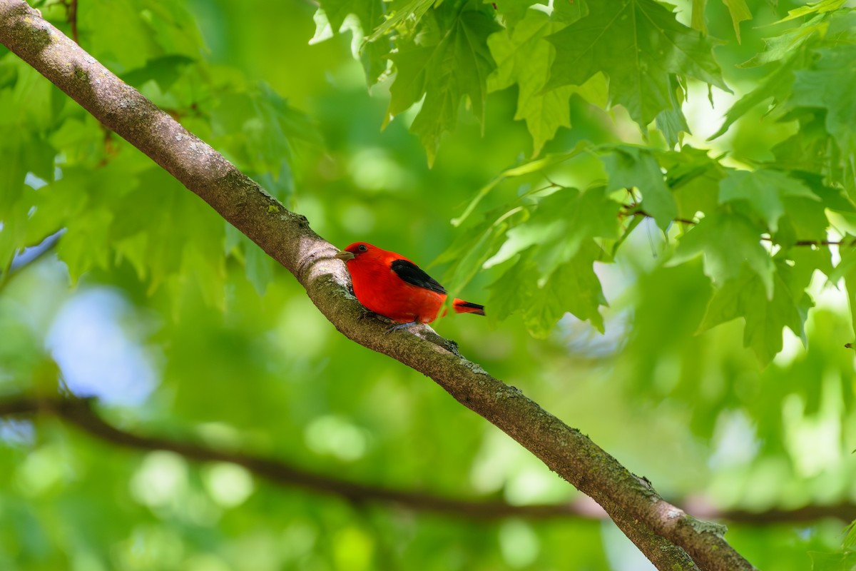 Scarlet Tanager - ML618621706