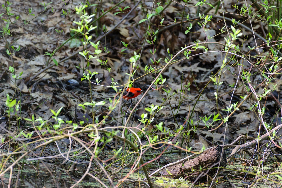 Scarlet Tanager - ML618621707