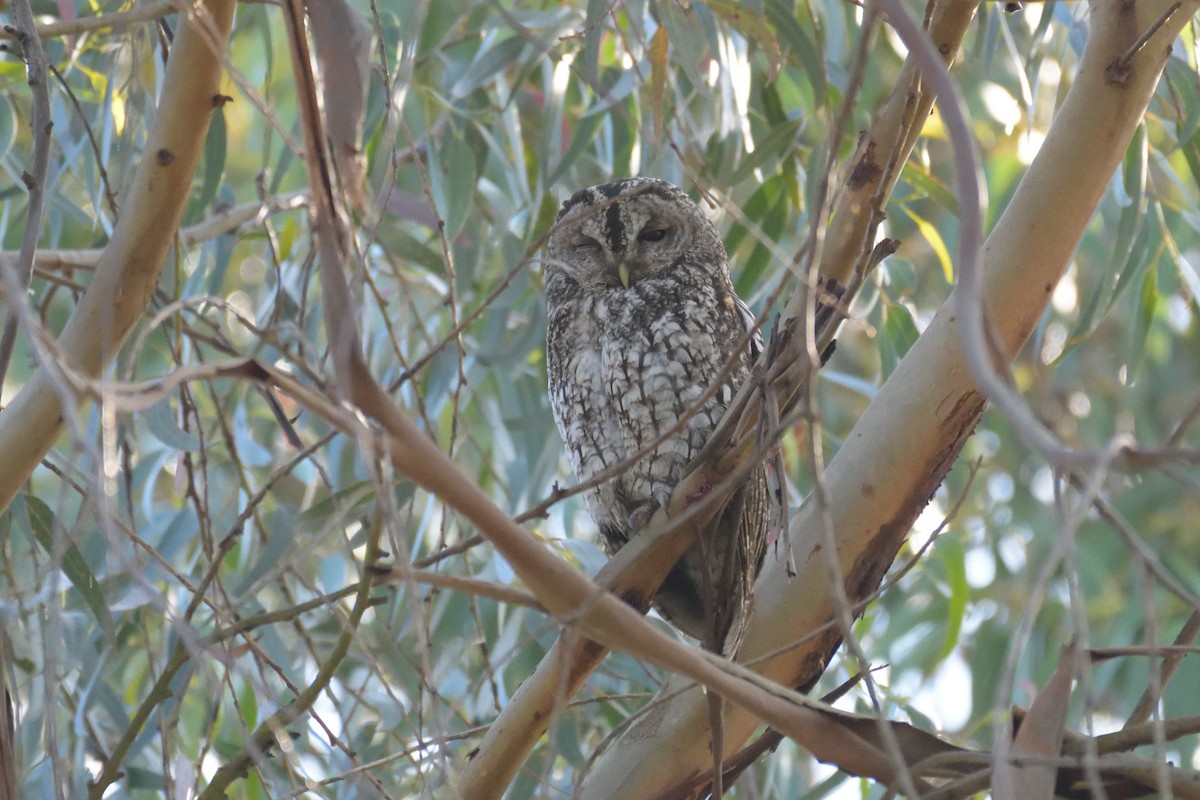 Tawny Owl - ML618621720