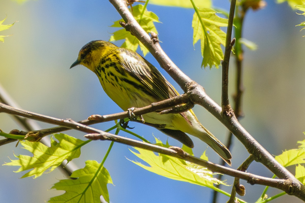 Cape May Warbler - ML618621721