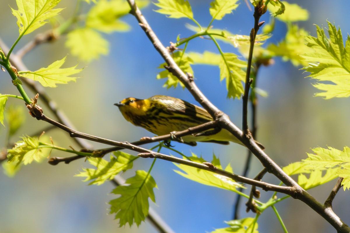 Cape May Warbler - ML618621722