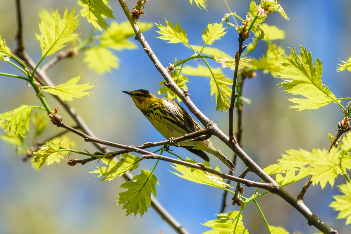 Cape May Warbler - ML618621723