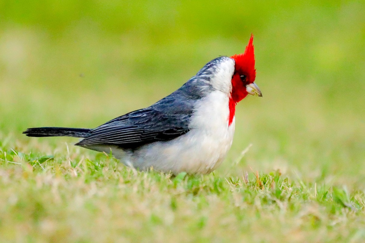 Red-crested Cardinal - Josh Jackson