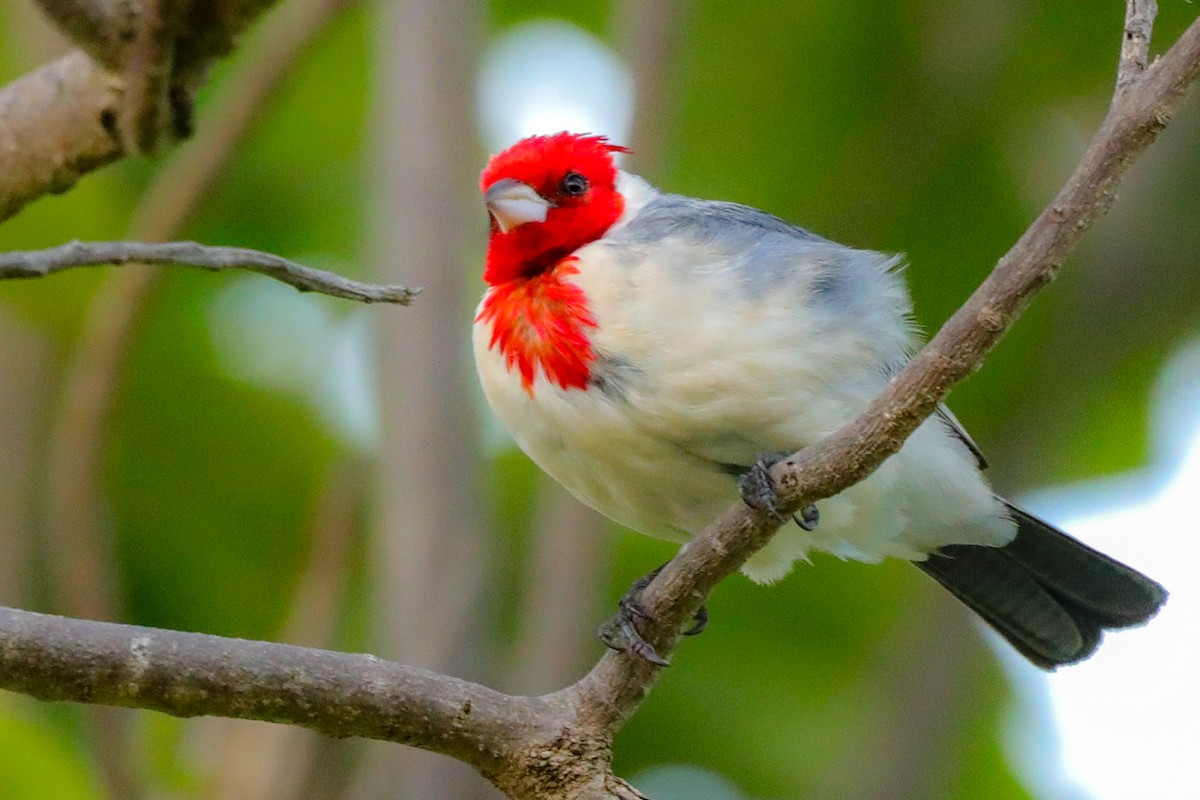 Red-crested Cardinal - ML618621730