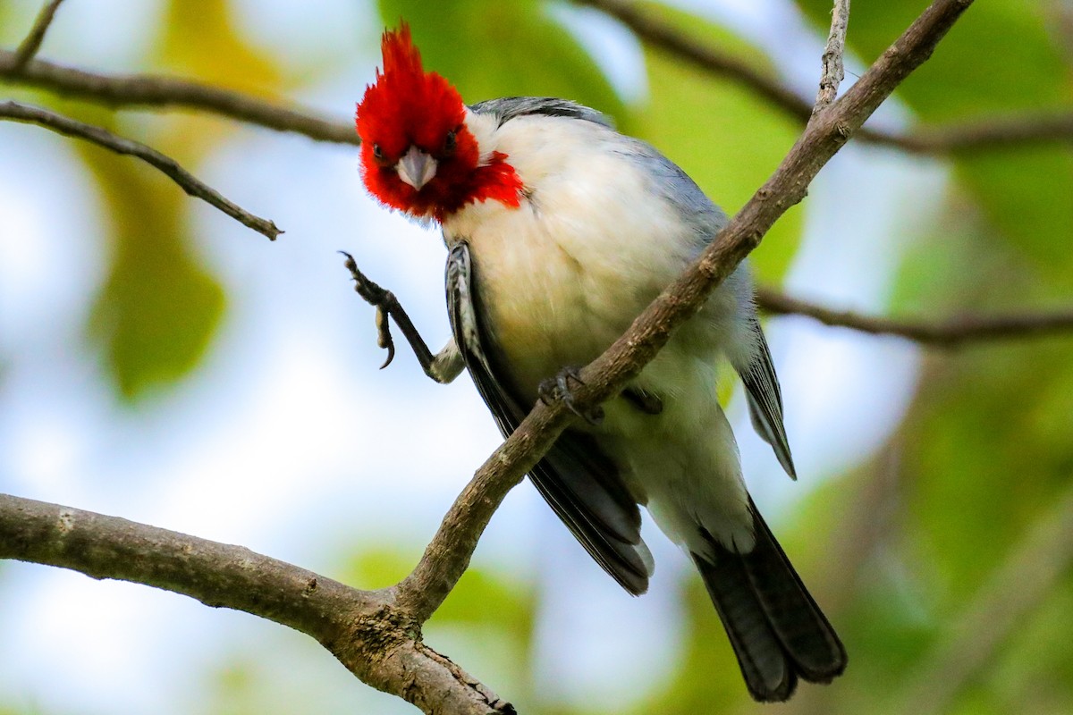 Red-crested Cardinal - ML618621732