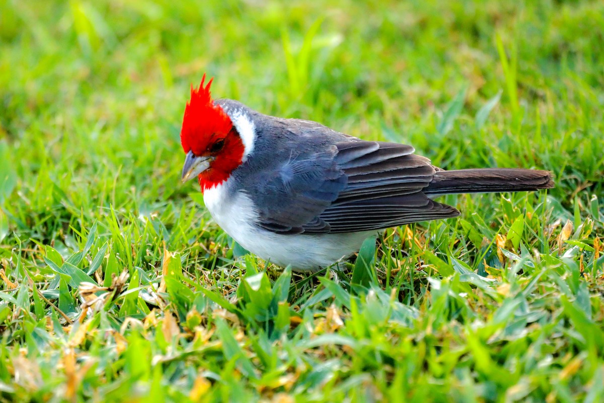 Red-crested Cardinal - ML618621733