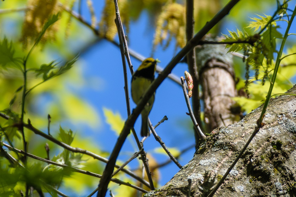 Black-throated Green Warbler - Andrew W.