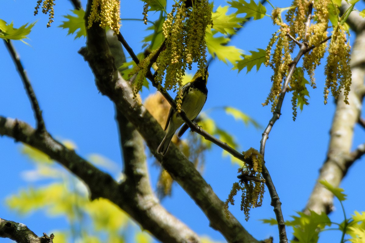 Black-throated Green Warbler - ML618621738