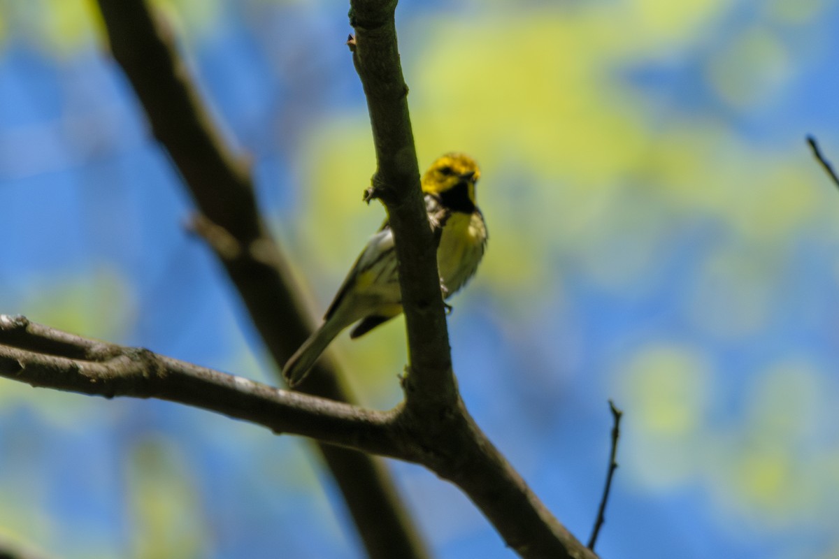 Black-throated Green Warbler - ML618621739