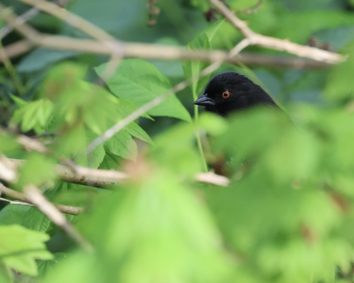 Spotted Towhee - ML618621760