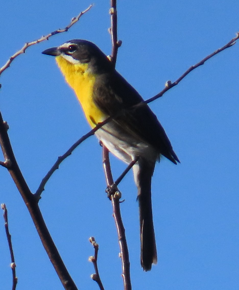 Yellow-breasted Chat - ML618621762
