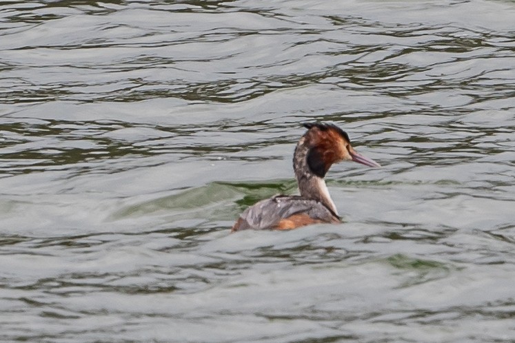 Great Crested Grebe - ML618621765