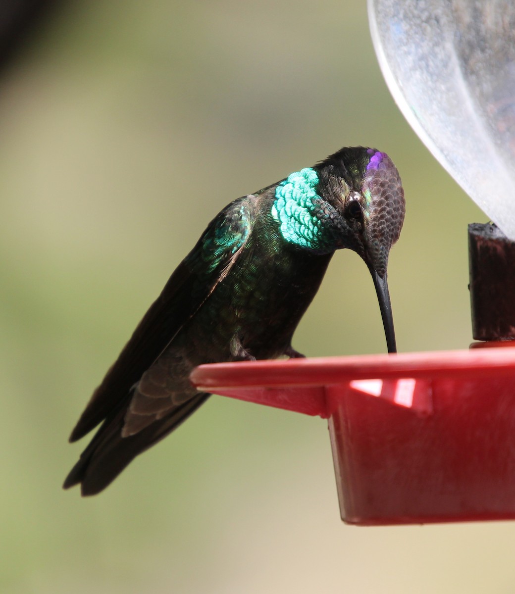 Rivoli's Hummingbird - ML618621776