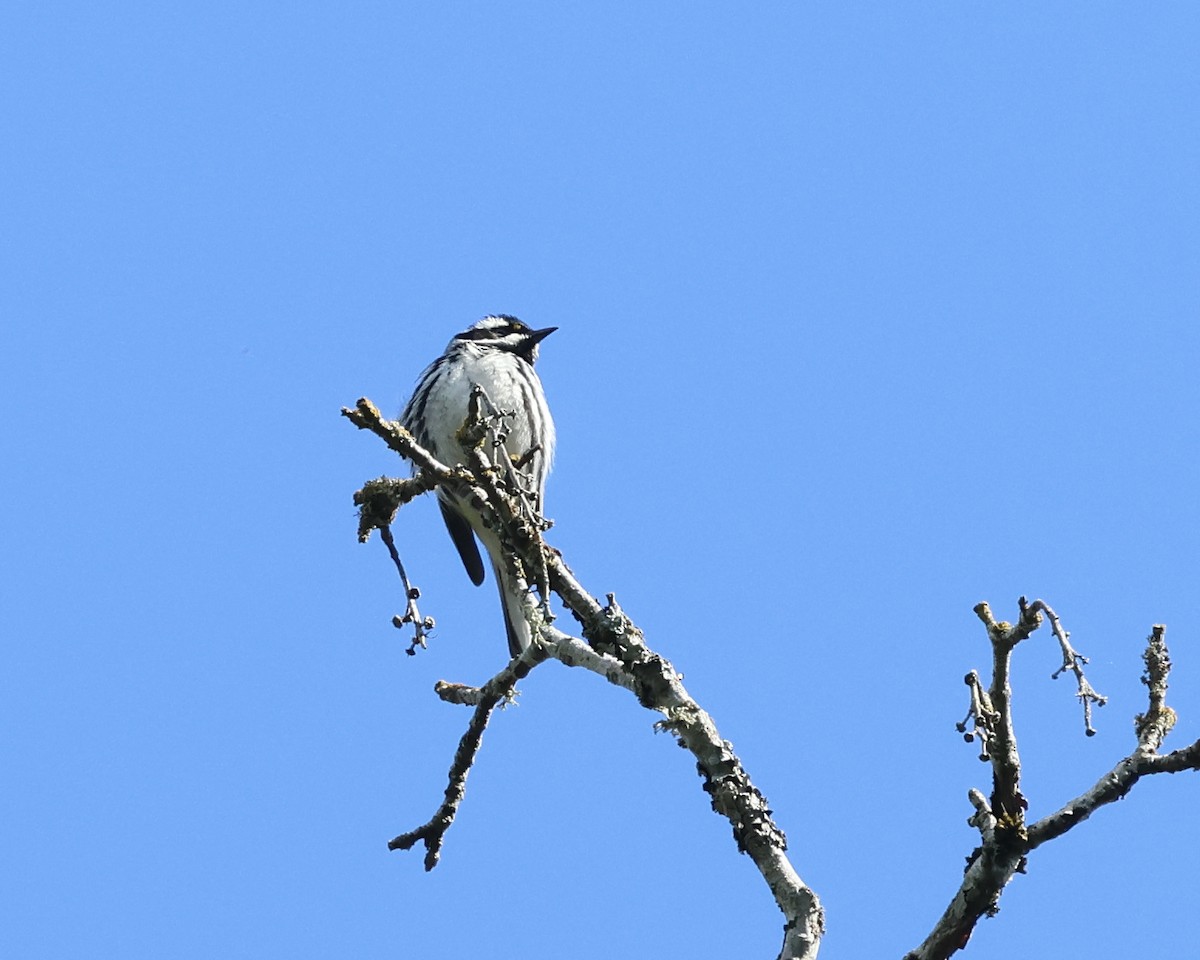 Black-throated Gray Warbler - ML618621781