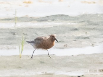Red Knot - ML618621791