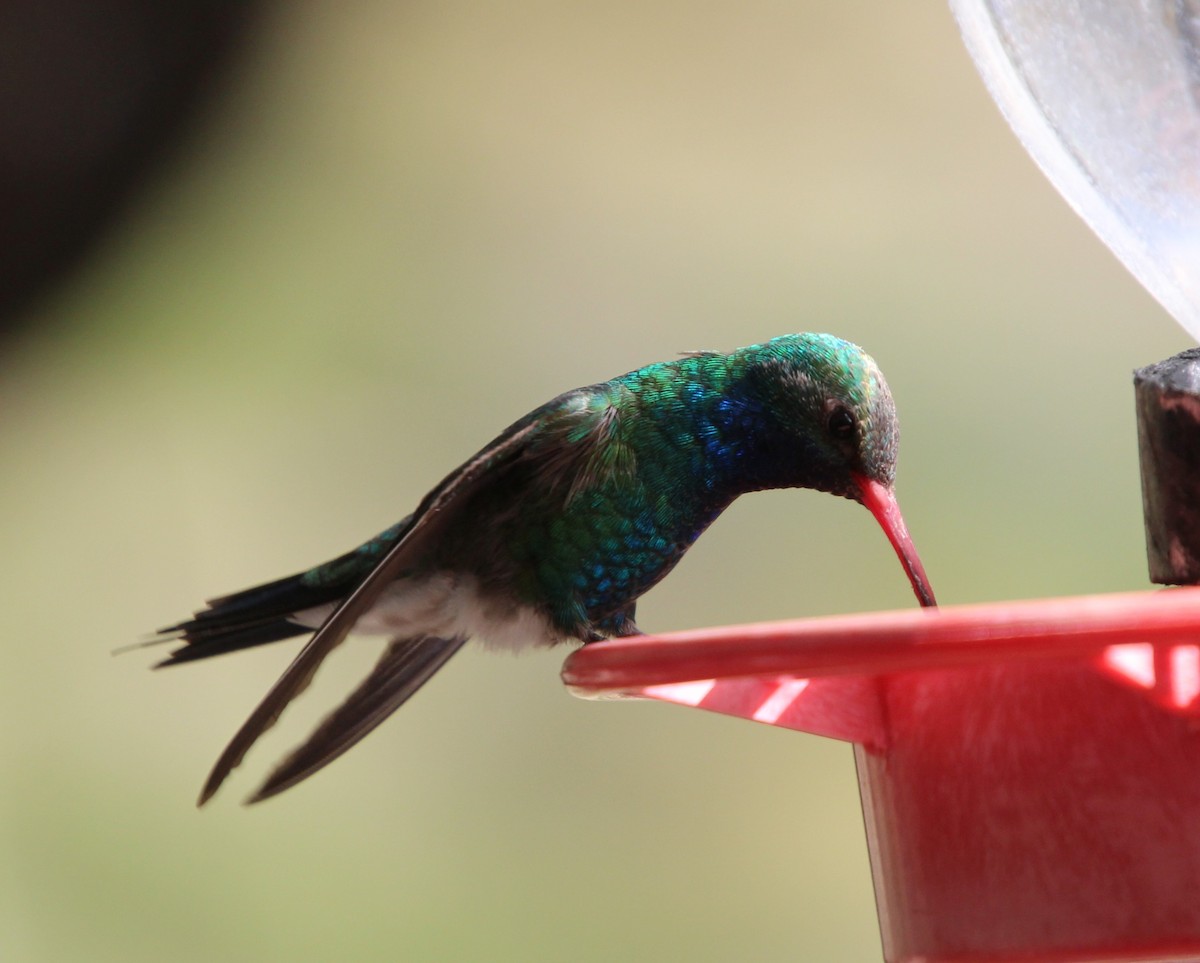 Broad-billed Hummingbird - ML618621792