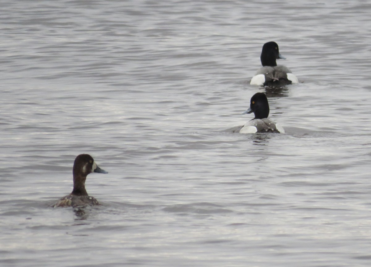 Greater Scaup - ML618621805