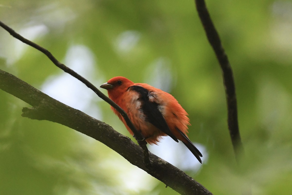 Scarlet Tanager - ML618621849