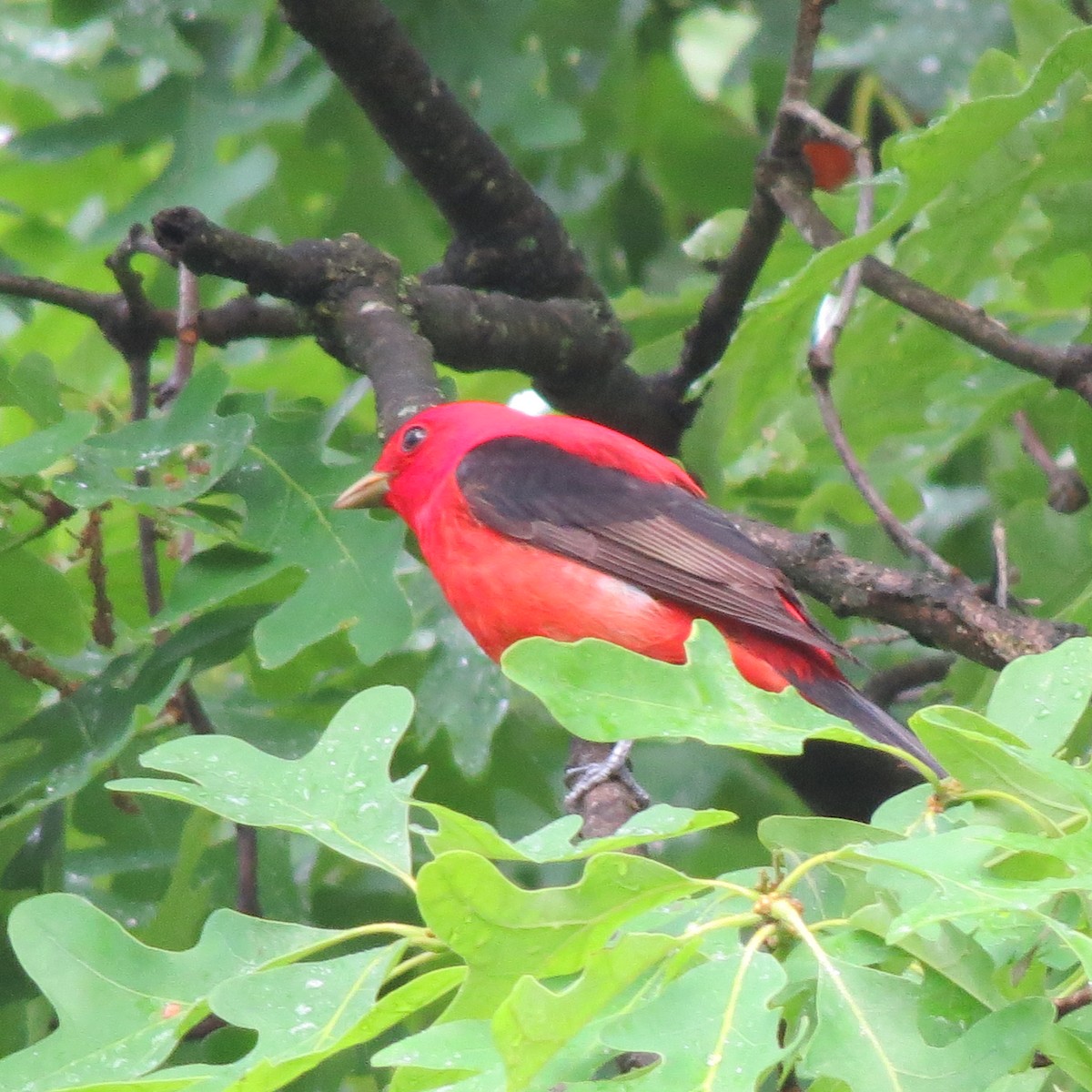 Scarlet Tanager - ML618621865