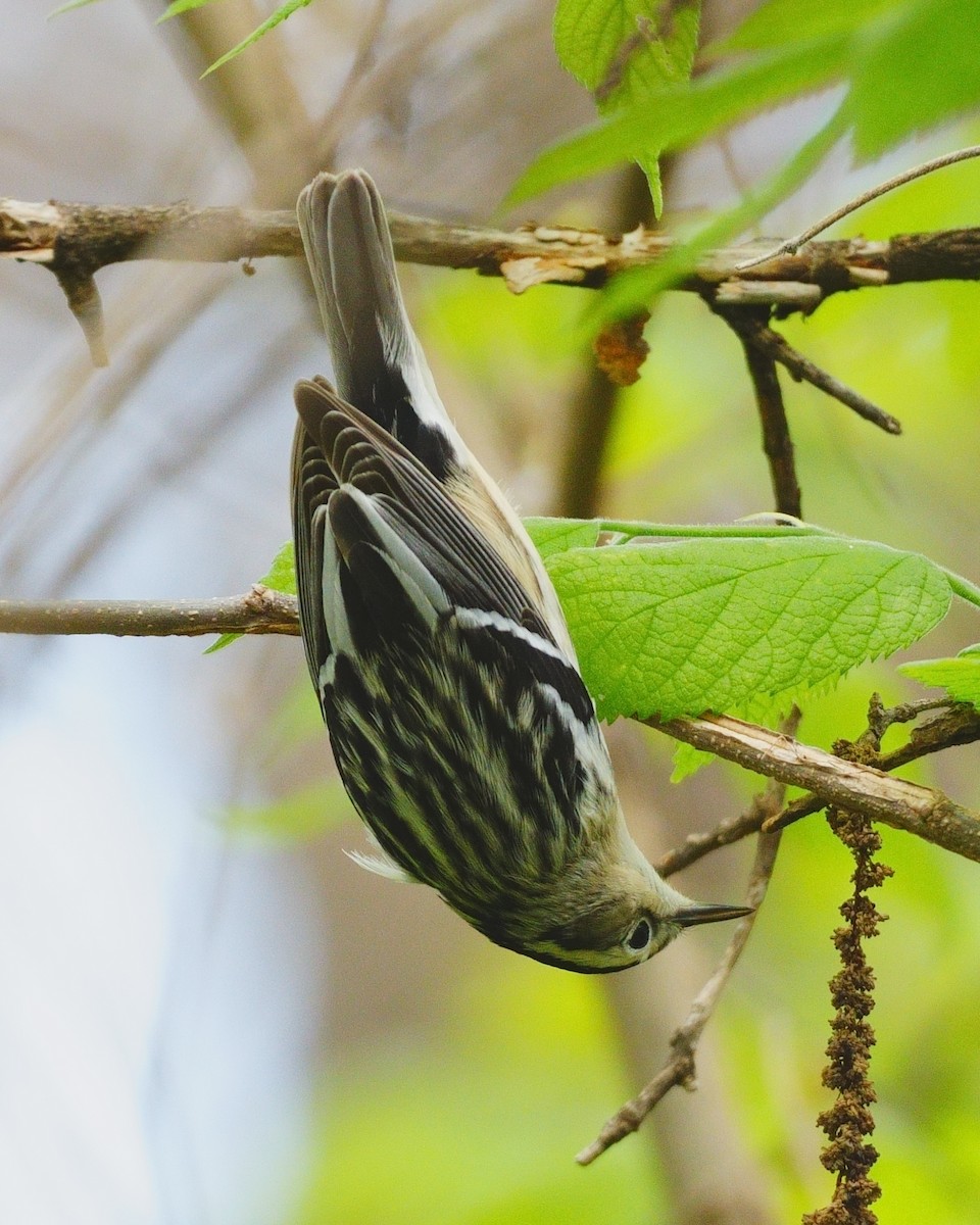 Black-and-white Warbler - ML618621872